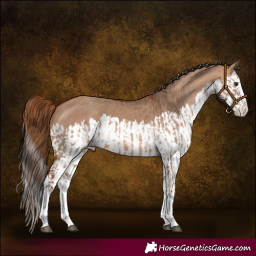 Horse Color:Red Dun Splash  and Bay Dun Splash 