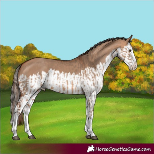 Horse Color:Red Dun Splash  and Bay Dun Splash 