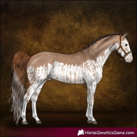 Horse Color:Red Dun Splash and Bay Dun Splash