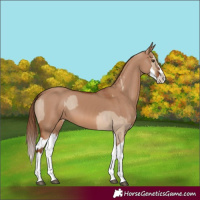 Horse Color:Red Dun Splash  and Red Dun Splash 