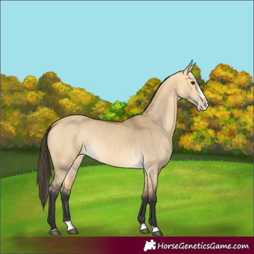 Horse Color:Buckskin Dun Splash