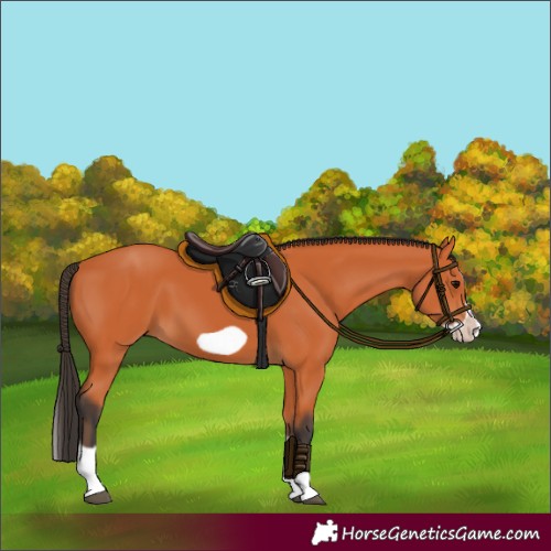 Horse Color:Bay Splash Frame 