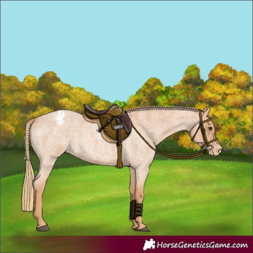 Horse Color:Red Roan Appaloosa