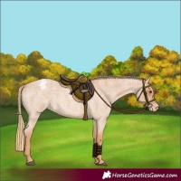 Horse Color:Red Roan Appaloosa 