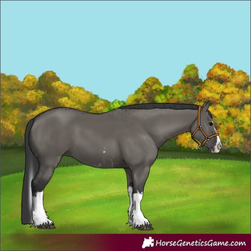Horse Color:Grullo Sabino Splash  and Grullo Sabino Splash 