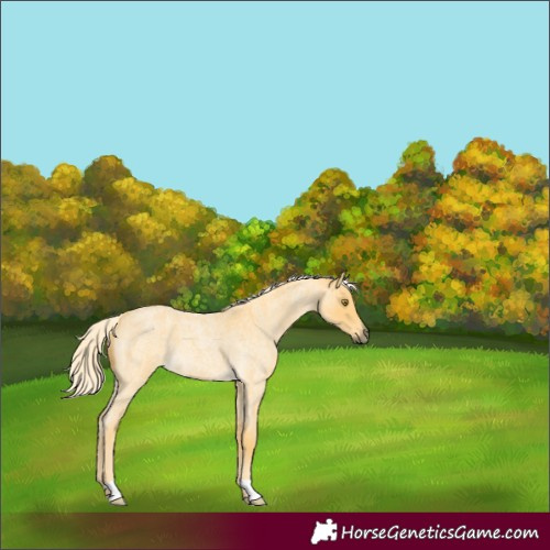 Horse Color:Palomino Roan 