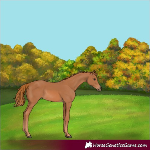Horse Color:Chestnut Rabicano 