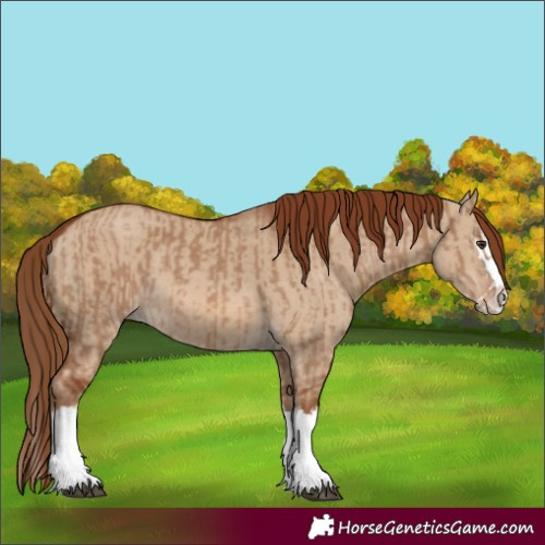 Horse Color:Red Dun Splash  and Red Dun Splash 