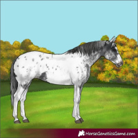 Horse Color:White Spotted Black Splash Tobiano Frame Appaloosa 