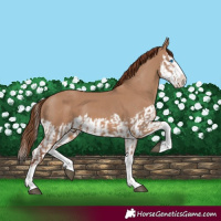Horse Color:Red Dun Splash  and Red Dun Splash 