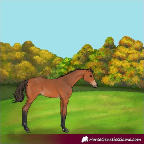 Horse Color:Bay 