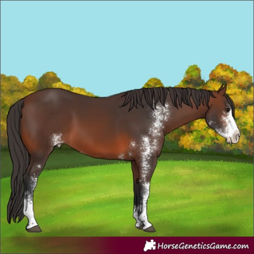 Horse Color:Brown Sabino 