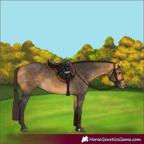 Horse Color:Buckskin 