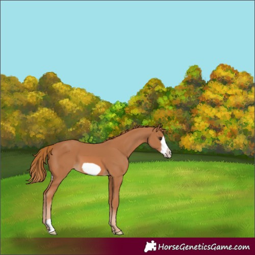 Horse Color:Chestnut Frame 