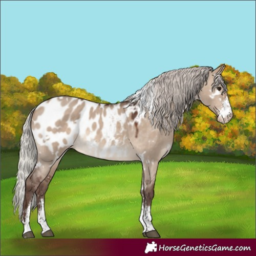 Horse Color:White Spotted Silver Brown Dun Sabino Appaloosa Rabicano 