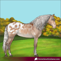 Horse Color:White Spotted Silver Bay Dun Appaloosa 