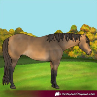 Horse Color:Buckskin 
