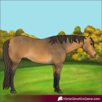 Horse Color:Buckskin