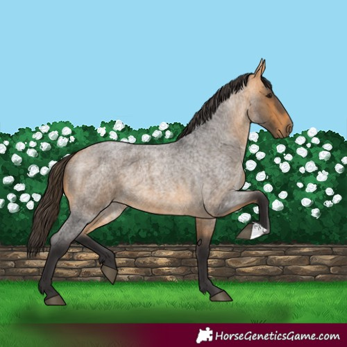 Horse Color:Buckskin Roan 