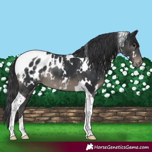 Horse Color:White Spotted Black Tobiano Appaloosa 
