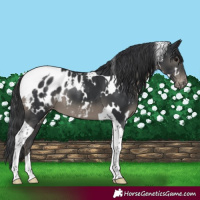 Horse Color:White Spotted Black Tobiano Appaloosa 