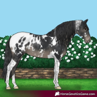 Horse Color:White Spotted Black Tobiano Appaloosa