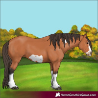 Horse Color:Bay Splash Frame 