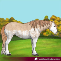 Horse Color:Red Dun Splash and Red Dun Splash