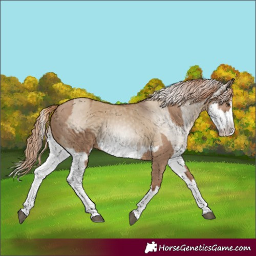 Horse Color:Red Dun Splash  and Gray Red Dun Splash 