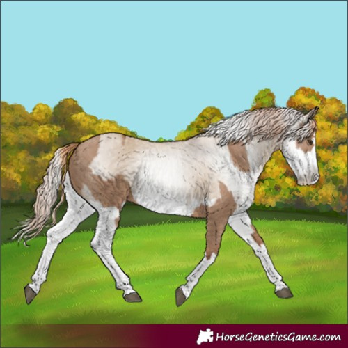 Horse Color:Red Dun Splash  and Gray Red Dun Splash 