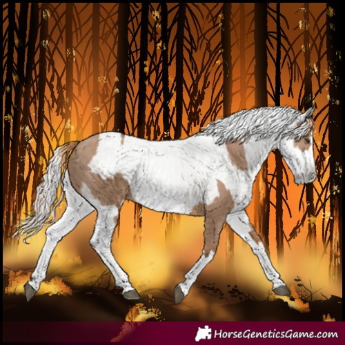 Horse Color:Red Dun Splash  and Gray Red Dun Splash 