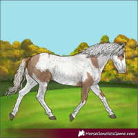 Horse Color:Red Dun Splash and Gray Red Dun Splash