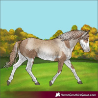 Horse Color:Red Dun Splash  and Gray Red Dun Splash 