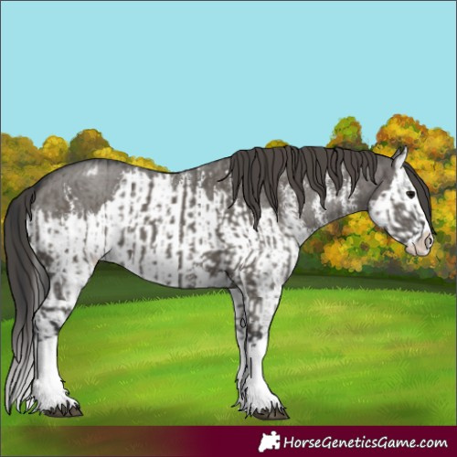 Horse Color:Grullo Sabino Splash  and Grullo Sabino Splash Appaloosa 