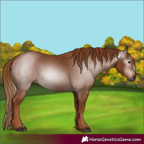 Horse Color:Gray Chestnut 