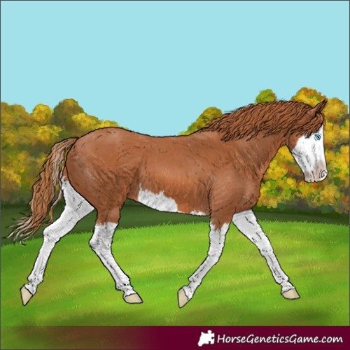 Horse Color:Chestnut Splash 