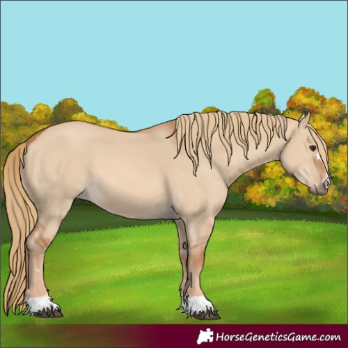 Horse Color:Red Dun 