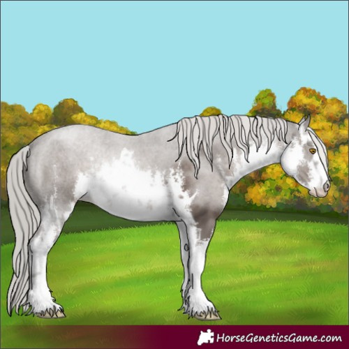 Horse Color:White Spotted Silver Black 