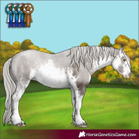 Horse Color:White Spotted Silver Black