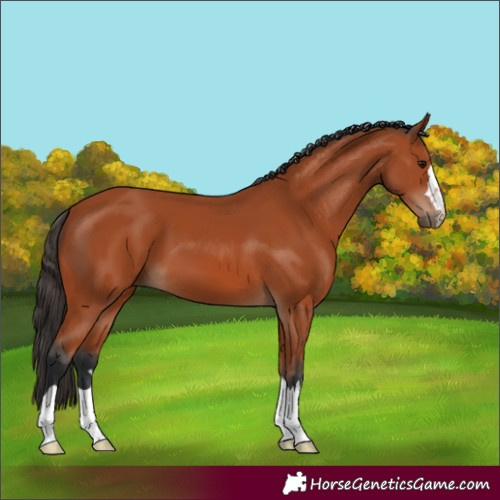 Horse Color:Bay 