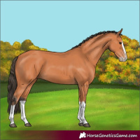 Horse Color:Bay Splash Frame 