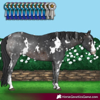 Horse Color:White Spotted Brown Sabino Rabicano