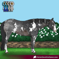 Horse Color:White Spotted Brown Sabino Rabicano 