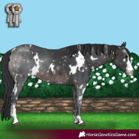 Horse Color:White Spotted Brown Sabino Rabicano