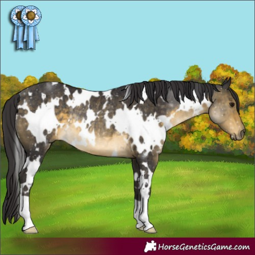 Horse Color:White Spotted Buckskin Rabicano 