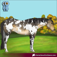 Horse Color:White Spotted Buckskin Rabicano 