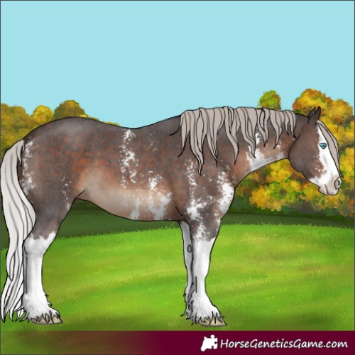 Horse Color:Silver Brown Sabino Splash 