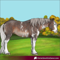 Horse Color:Silver Brown Sabino Splash
