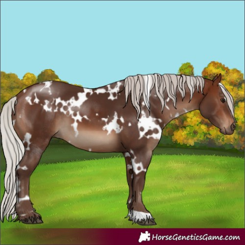 Horse Color:White Spotted Silver Brown