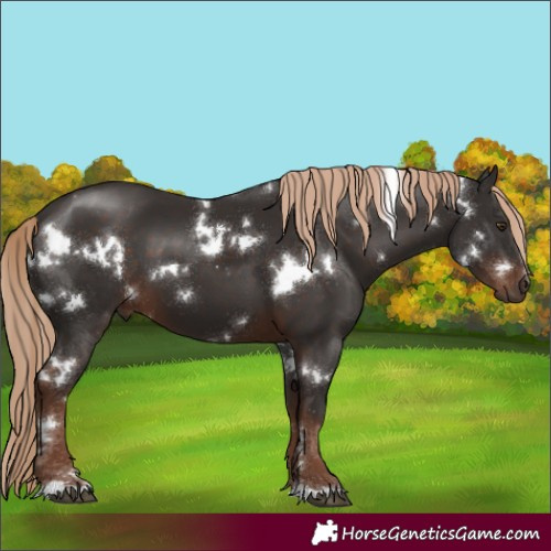 Horse Color:White Spotted Liver Chestnut 
